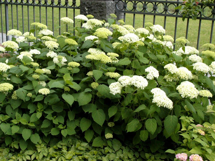 Hydrangea Arborescens 'Annabelle', Ball-Hortensie – Bild 3