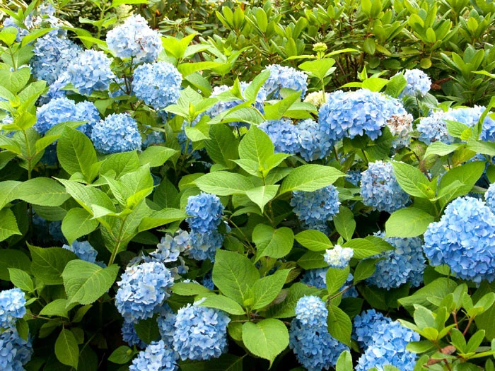 Hydrangea Macrophylla 'Endless Summer Blau'® – Bild 2