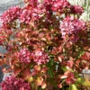 Hydrangea Macrophylla 'Masja', Bauernhortensie
