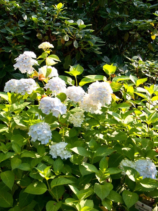 Hydrangea Macrophylla Endless Summer 'The Bride'®