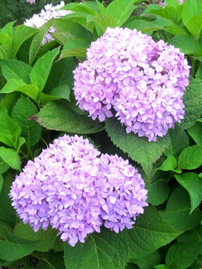 Hydrangea Macrophylla 'Endless Summer Rosa'® – Bild 3