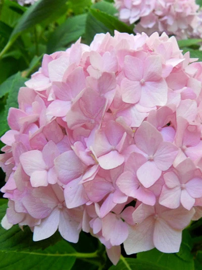 Hydrangea Macrophylla 'Endless Summer Rosa'® – Bild 2