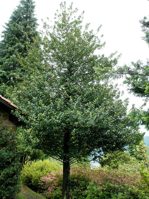 Ilex Aquifolium, Gemeine Stechpalme, Hülse – Bild 3