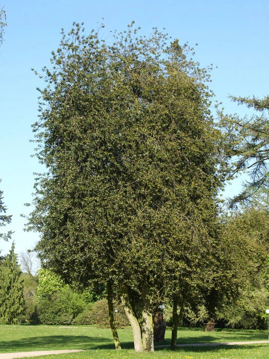 Ilex Aquifolium, Gemeine Stechpalme, Hülse – Bild 5