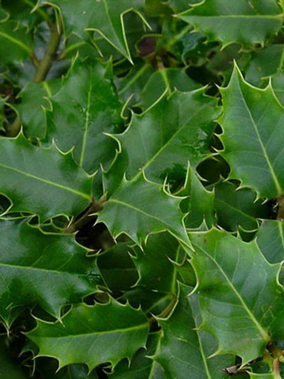 Ilex Aquifolium, Gemeine Stechpalme, Hülse – Bild 2