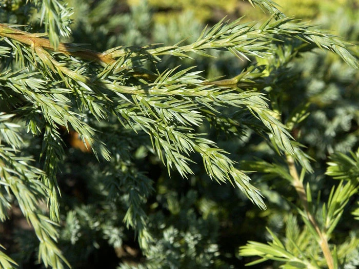 Juniperus Squamata 'Blue Carpet', Blauer Kriech-Wacholder – Bild 2