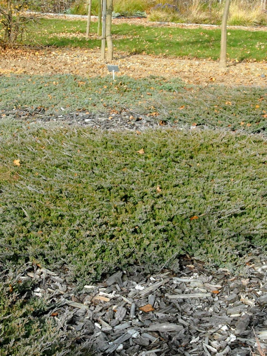 Juniperus Horizontalis 'Blue Chip', Teppichwacholder