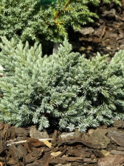 Juniperus Squamata 'Blue Star', Blauer Zwerg-Wacholder