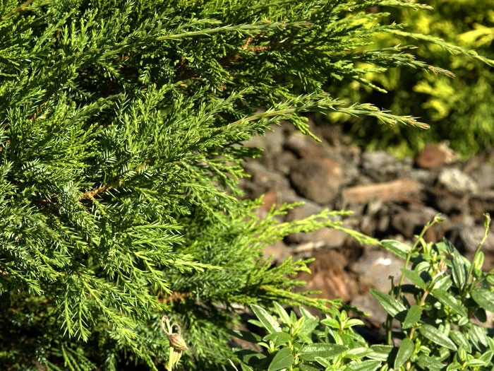 Juniperus Media (pfitzeriana) 'Mint Julep', Grüner Strauchwacholder – Bild 2