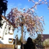 Prunus Serrulata 'Kiku-Shidare-Sakura', Japanische Hänge-Nelkenkirsche - Hochstamm