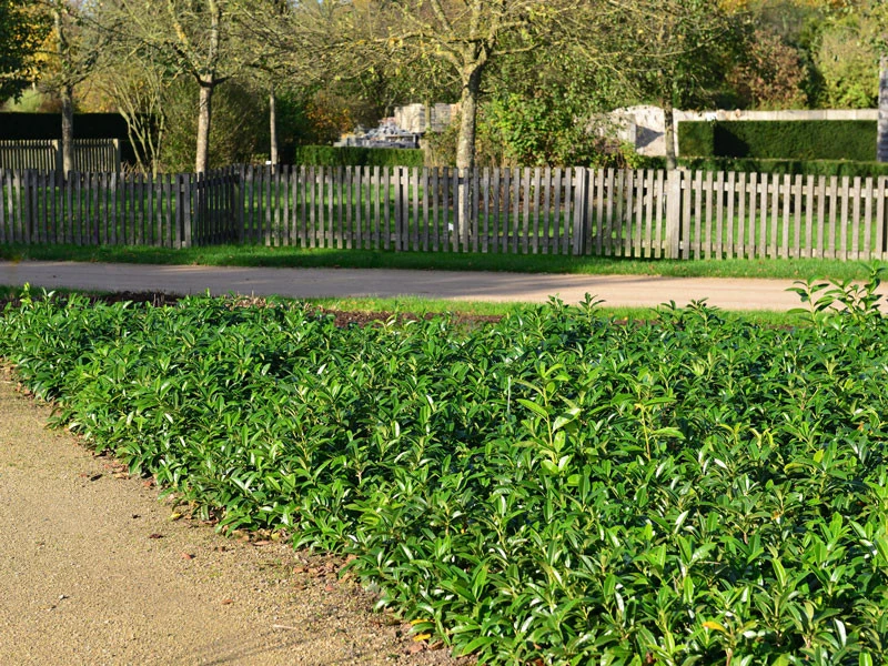 Prunus Laurocerasus 'Mount Vernon', Bodendecker-Kirschlorbeer – Bild 3