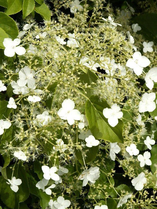 Hydrangea Petiolaris, Kletterhortensie