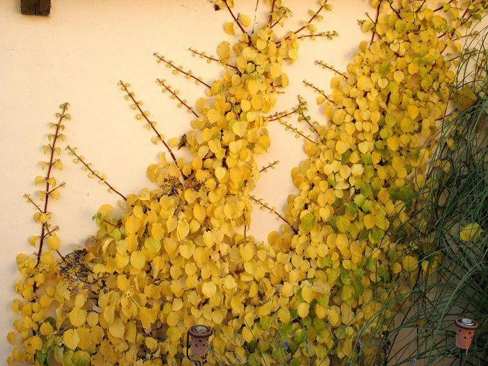 Hydrangea Petiolaris, Kletterhortensie – Bild 4