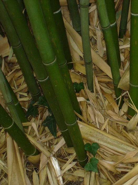 Phyllostachys Rubromarginata, Knospen-Bambus – Bild 2