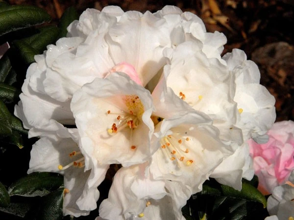 Rhododendron Koichiro Wada – Bild 2