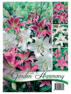 Kollektion Lilien In Rosa Und Weiß (Art.Nr. 522619)