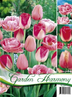 Kollektion Rosa Tulpen (Art.Nr. 598206)