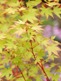 Acer Palmatum 'Sangokaku', Korallenahorn
