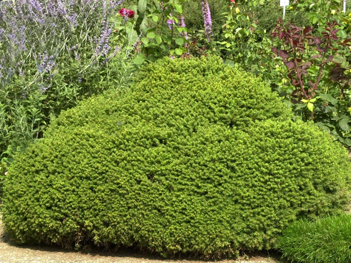 Picea Abies 'Little Gem', Kugel-Fichte, Kissen-Fichte – Bild 3