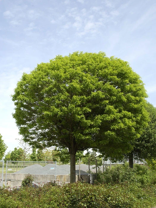 Robinia Pseudo. 'Umbraculifera', Kugel-Robinie - Hochstamm
