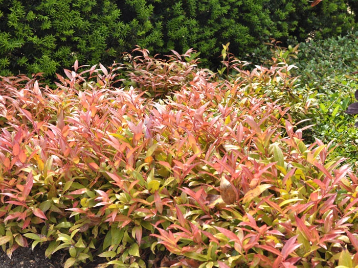 Leucothoe Walteri 'Scarletta' ®, Traubenheide, Traubenmyrte – Bild 2