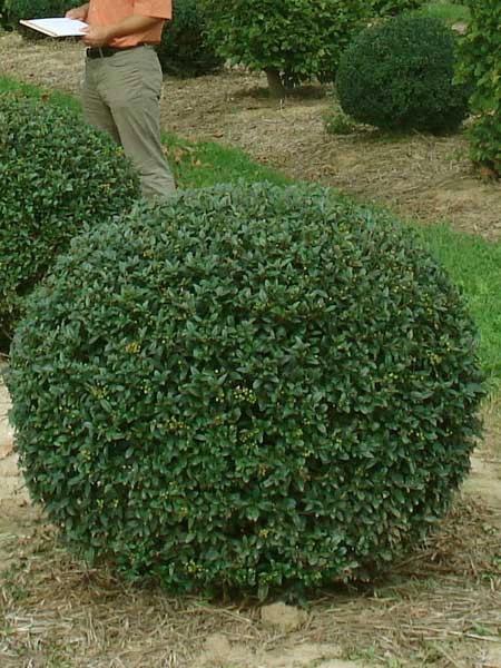 Ligusterkugel, Ligustrum Vulgare Atrovirens - XXL-Produkt – Bild 2