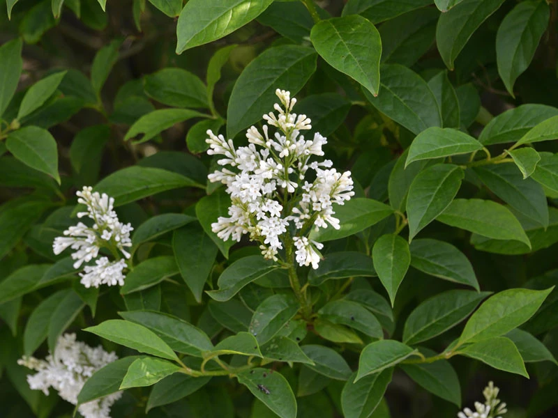 Ligustrum Obtusifolium Regelianum, Flächen-Liguster – Bild 6