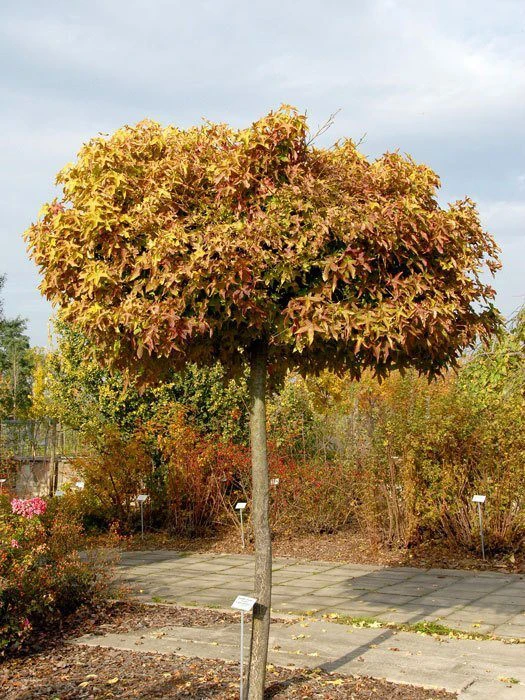 Liquidambar Styraciflua Gumball, Kugel-Amberbaum - Hochstamm – Bild 2