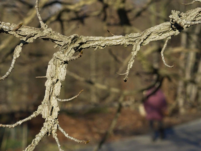 Liquidambar Styraciflua, Amberbaum – Bild 4