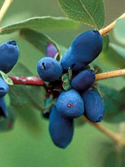 Maibeere 'Blue Velvet' - Honigbeere