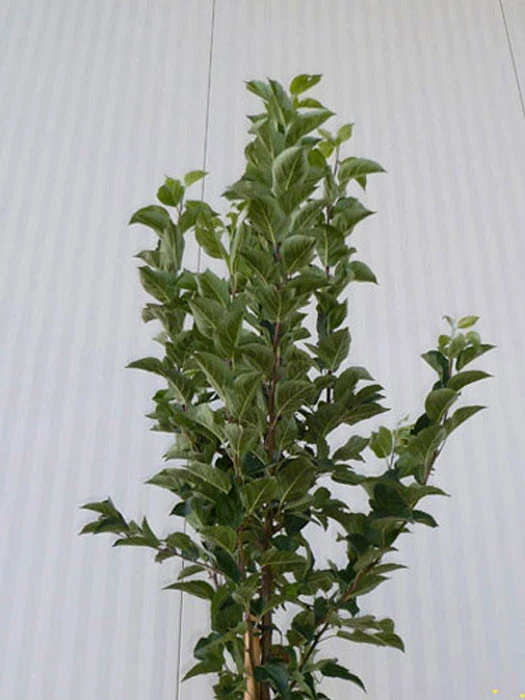 Malus Evereste, Zierapfel - Hochstamm – Bild 6