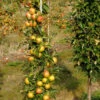 Säulenapfel 'Rondo' ®, Malus Domestica 'Rondo'