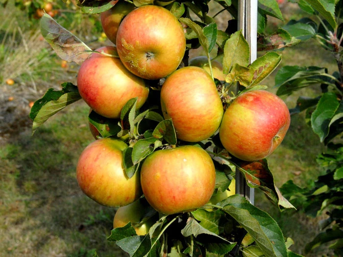 Säulenapfel 'Rondo' ®, Malus Domestica 'Rondo' – Bild 2