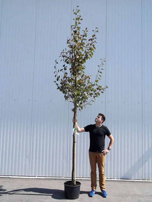 Malus Sargentii 'Rudolph', Zierapfel - Hochstamm – Bild 3