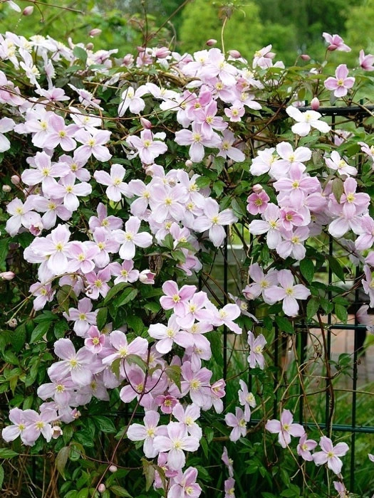 Clematis Montana 'Mayleen' – Bild 2