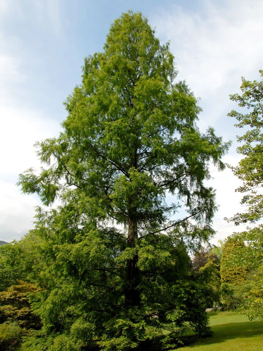 Metasequoia Glyptostroboides, Urweltmammutbaum