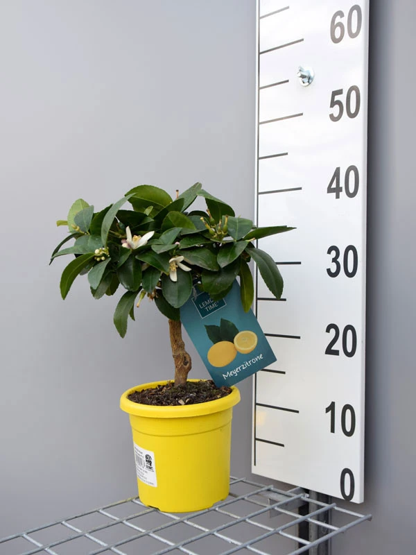 Zitronenbaum 'Meyerzitrone' - Lemon Time® – Bild 4