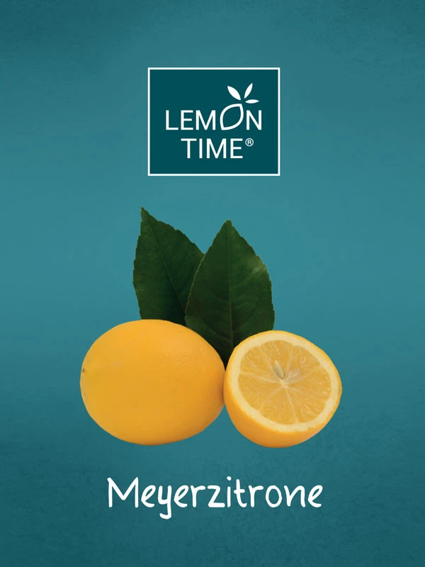 Zitronenbaum 'Meyerzitrone' - Lemon Time® – Bild 2