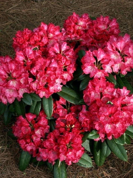 Rhododendron Yakushimanum 'Morgenrot' – Bild 2