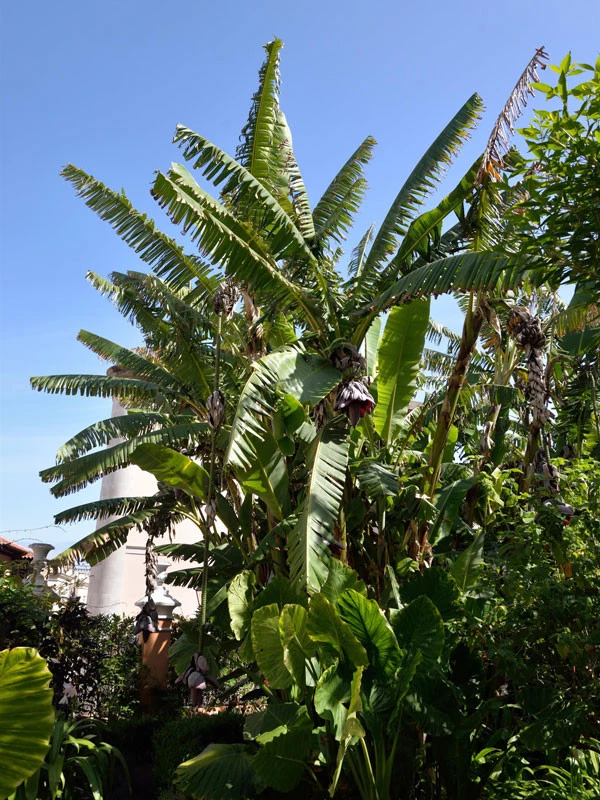 Musa Ensete, Zierbanane – Bild 3