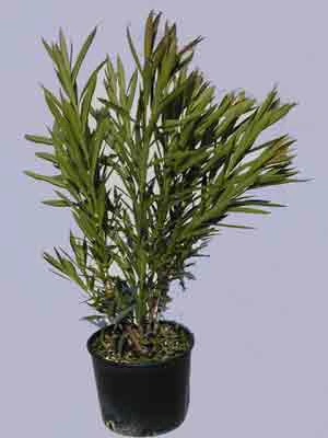 Nerium Oleander, Oleander – Bild 2