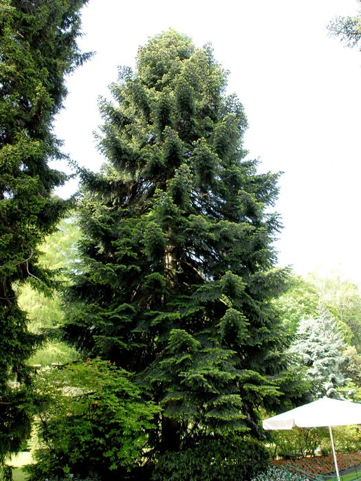 Abies Nordmanniana, Nordmanntanne – Bild 3