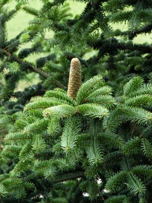 Abies Nordmanniana, Nordmanntanne – Bild 2