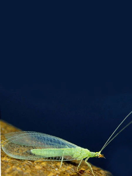 Florfliege (Art.Nr. KB4070) – Bild 2