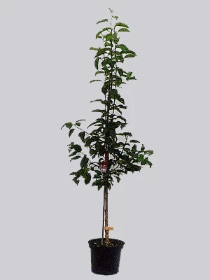 Pfirsich Red Heaven – Bild 2