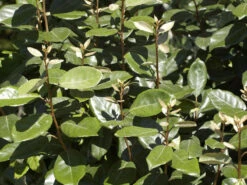 Elaeagnus Ebbingei, Wintergrüne Ölweide