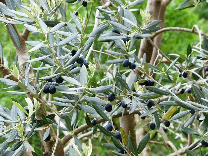 Olea Europaea, Olive – Bild 3