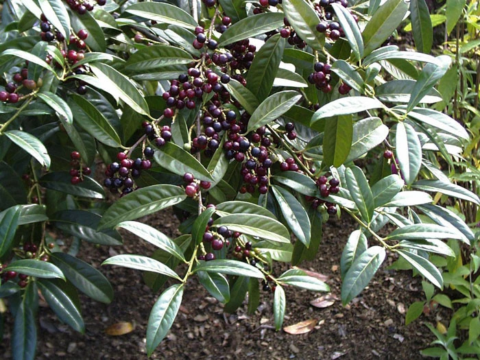 Prunus Laurocerasus 'Otto Luyken', Kirschlorbeer – Bild 3