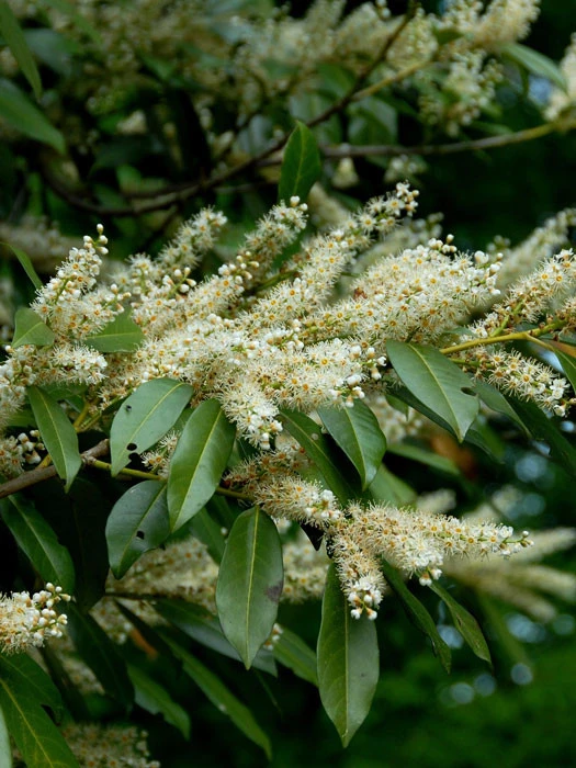 Prunus Laurocerasus 'Otto Luyken', Kirschlorbeer