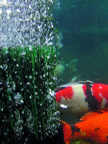 OxyTex 1000 Set CWS Von OASE (Art.Nr. 50249) – Bild 2